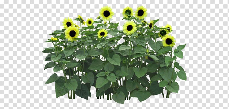Flower Computer file, Sunflower field transparent background PNG clipart