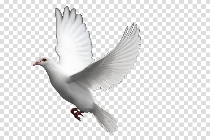 Columbidae Bird Doves as symbols Domestic pigeon, pigeon transparent background PNG clipart