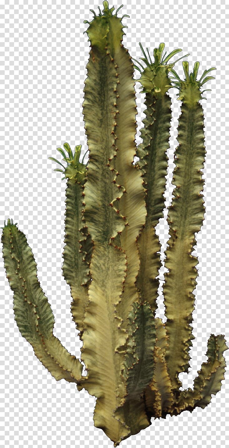 Cactaceae , cactus transparent background PNG clipart