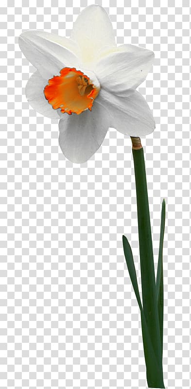 Narcissus jonquilla Flower Jonquille Tulip, flower transparent background PNG clipart