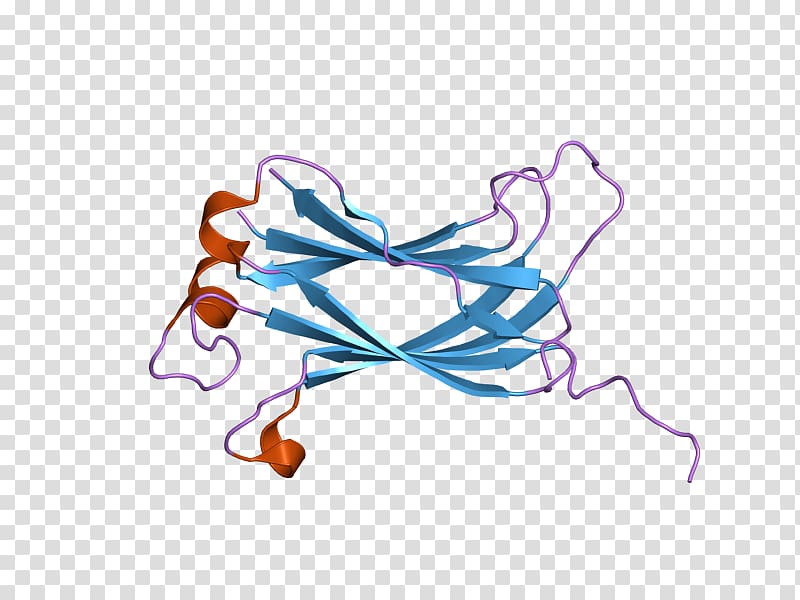 USP7 Ubiquitin carboxy-terminal hydrolase L1 Protease , others transparent background PNG clipart