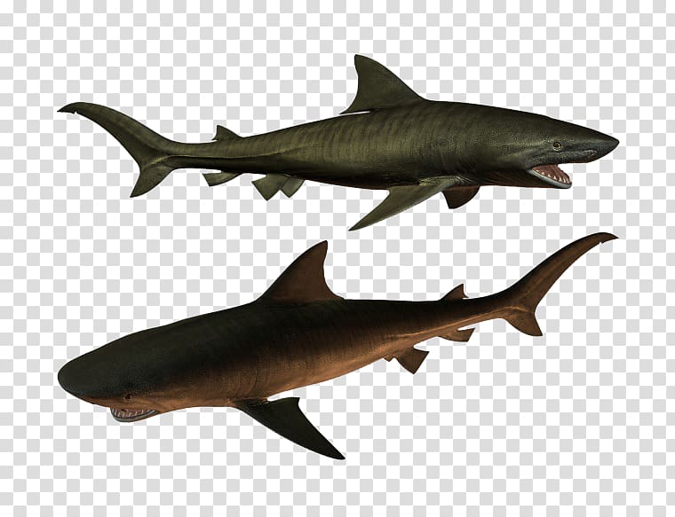 Requiem shark Squaliformes Icon, Two sharks transparent background PNG clipart
