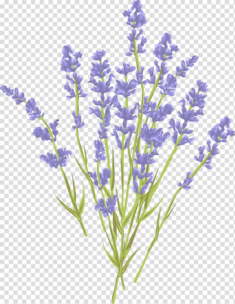 lavender flowers illsutration, Lavender Euclidean Illustration, Lavender Bouquet transparent background PNG clipart