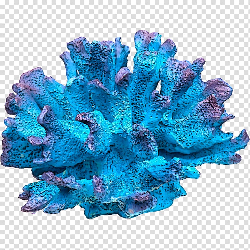 Coral reef Invertebrate Marine biology , others transparent background PNG clipart