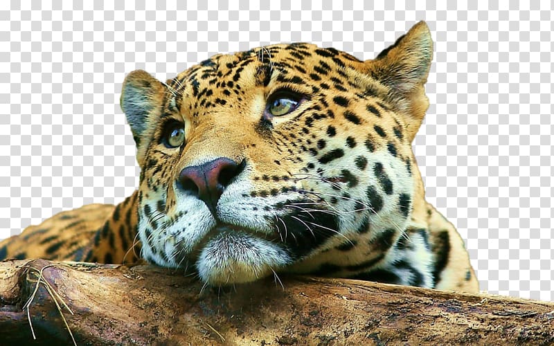 Desktop Jaguar Tiger Mobile Phones Cheetah, jaguar transparent background PNG clipart