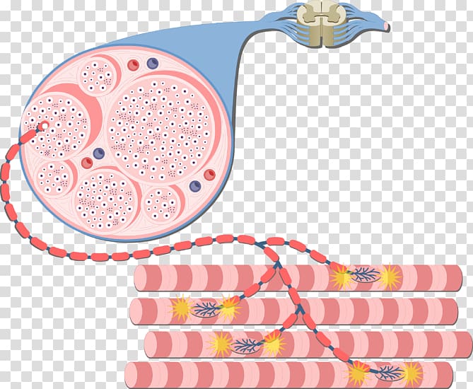 Muscle contraction Skeletal muscle Neuromuscular junction Sarcolemma, others transparent background PNG clipart
