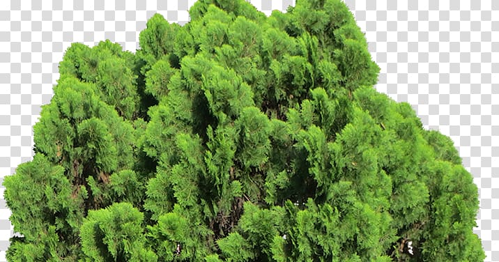 Oriental Arbor-vitae Cupressus Evergreen Shrub Pine, Spire Arborvitae Tree transparent background PNG clipart