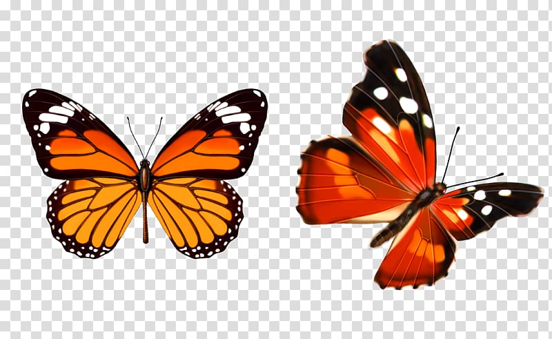 Butterfly Paper Too Soon, Butterfly Insect transparent background PNG clipart