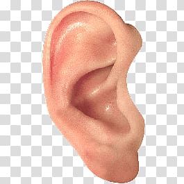 Ear transparent background PNG clipart