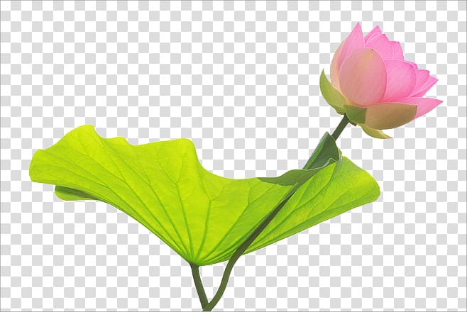 Nelumbo nucifera Water lily Desktop Flower, Lotus transparent background PNG clipart