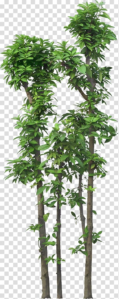 Tree Plant , tree transparent background PNG clipart