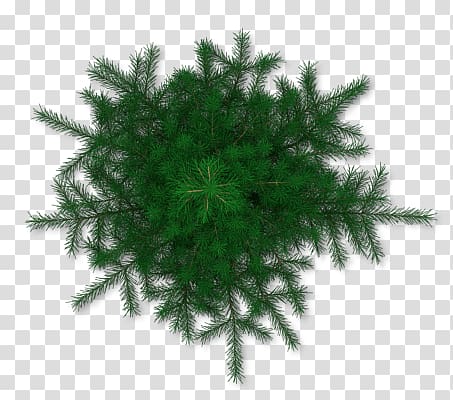green pine tree leaves cut-out , Tree Pine, tree transparent background PNG clipart