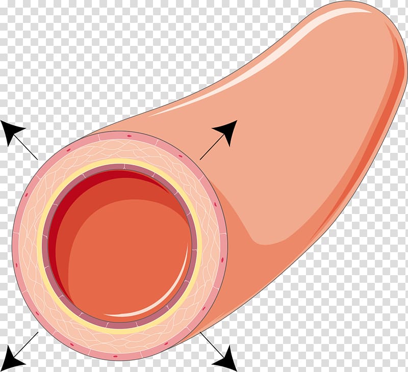 Vasodilation Vasoconstriction Physiology Artery Vasospasm, garlic blood pressure transparent background PNG clipart