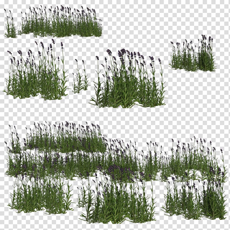 green grass , Aquatic Plants M Bubble, lavender transparent background PNG clipart