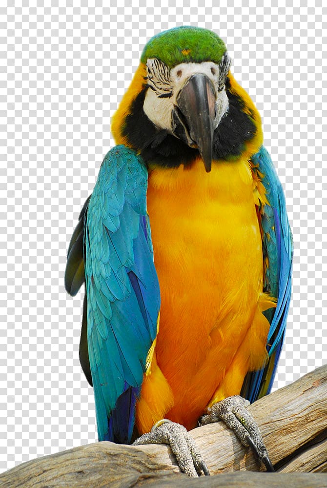 Parrot Bird, A colorful parrot transparent background PNG clipart
