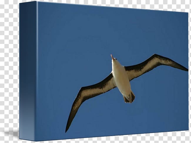 Beak Sky plc, Blackbrowed Albatross transparent background PNG clipart