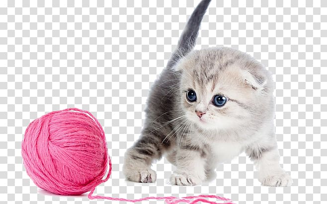Scottish Fold Kitten Maine Coon Russian Blue Havana Brown, others transparent background PNG clipart