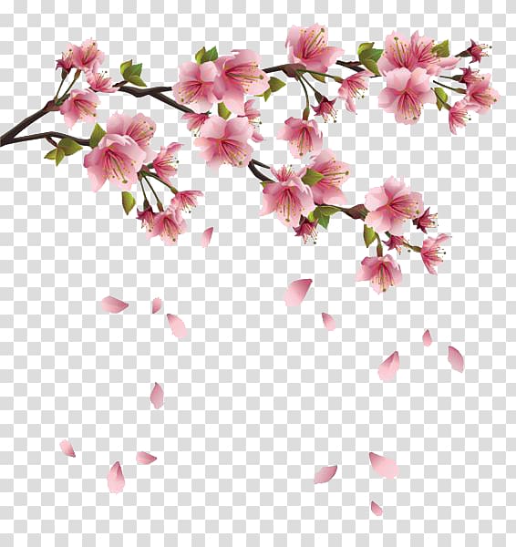 pink cherry blossoms illustration, Flower Spring Branch , Floating flower petals transparent background PNG clipart