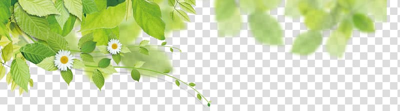 Interior Design Services Energy Green , Simple green leaves floating transparent background PNG clipart