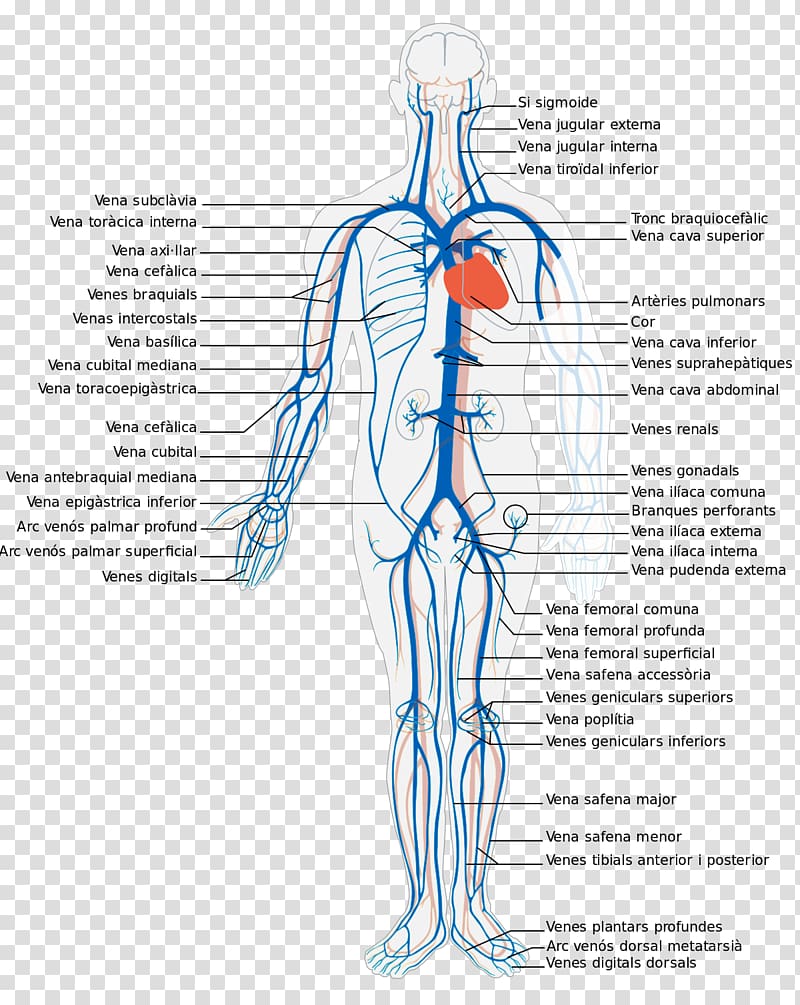 Systemic venous system Deep vein Human body Circulatory system, heart transparent background PNG clipart