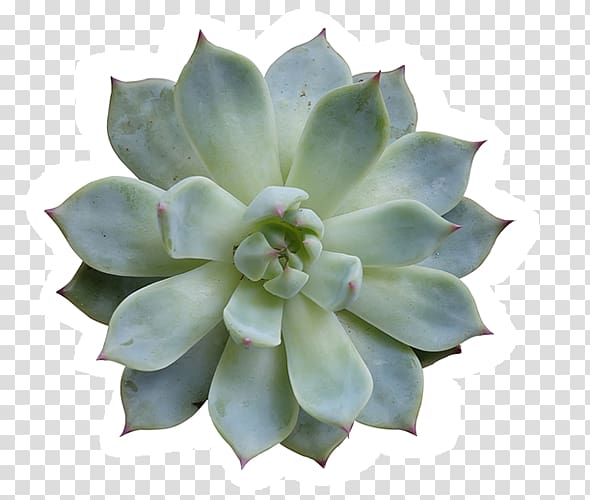 Succulent plant Cactaceae Agave , plant transparent background PNG clipart