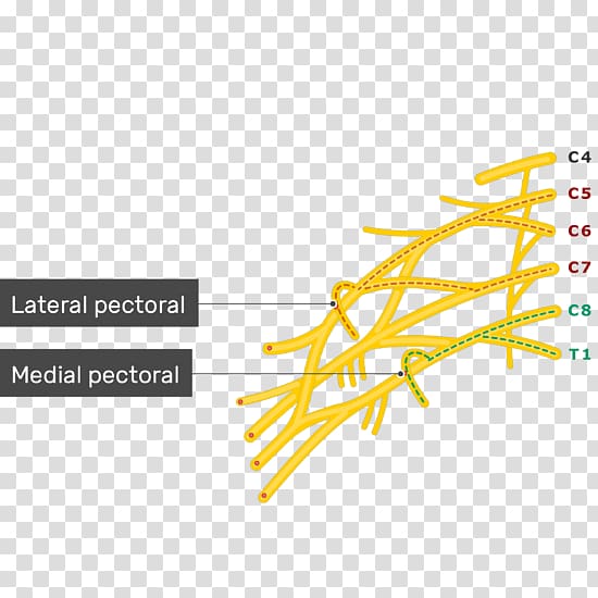 Lower subscapular nerve Upper subscapular nerve Subscapularis muscle Thoracodorsal nerve, Pectoralis Major Muscle transparent background PNG clipart