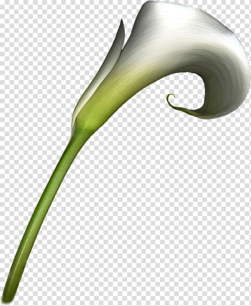 Flower Arum-lily , handpainted flowers transparent background PNG clipart
