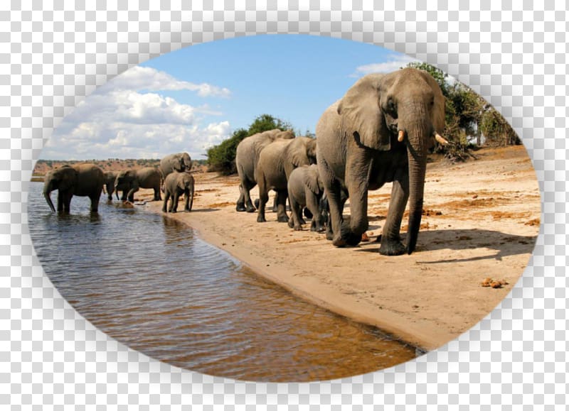 Chobe National Park Okavango Delta Kasane Nxai Pan National Park Cuando River, park transparent background PNG clipart