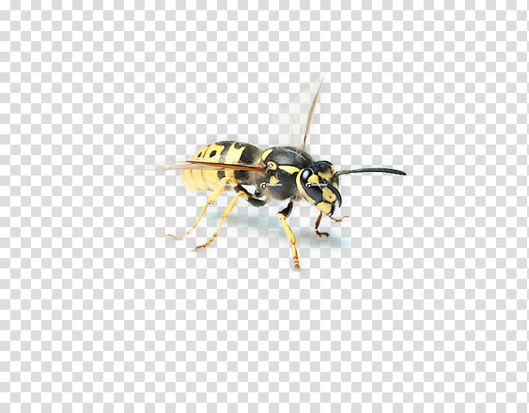 Hornet Bee Wasp YCombinator, bee transparent background PNG clipart