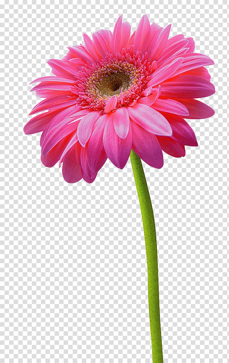 Transvaal daisy Chrysanthemum Flower Pink, others transparent background PNG clipart
