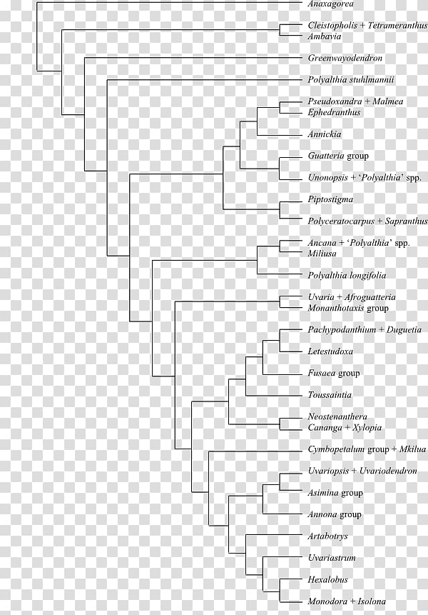 Bootstrapping Phenotypic trait National Autonomous University of Mexico Cladogram Phylogenetic tree, hainan element transparent background PNG clipart