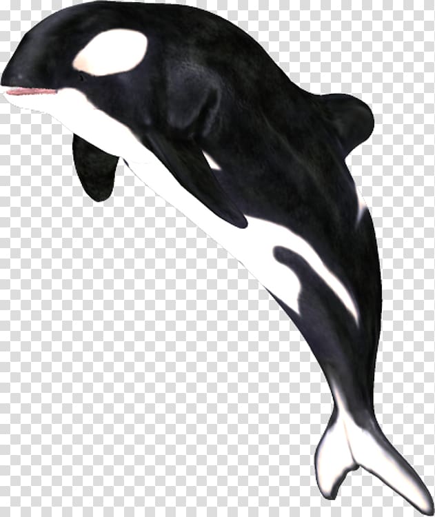 Der Gesang der Orcas Killer whale White-beaked dolphin , whale transparent background PNG clipart