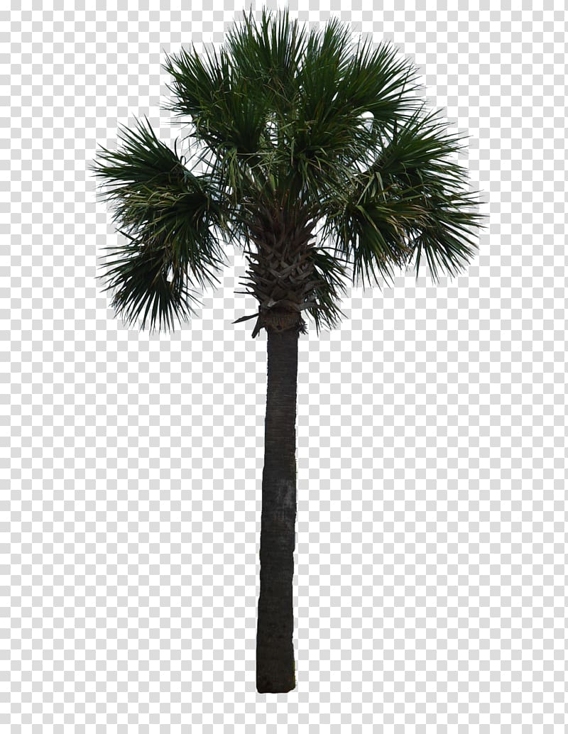 Tree Arecaceae Woody plant Asian palmyra palm, palm trees transparent background PNG clipart