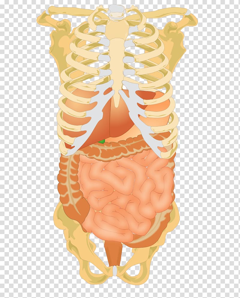 Abdominal cavity Abdomen Liver Digestion Human digestive system, skeleton transparent background PNG clipart