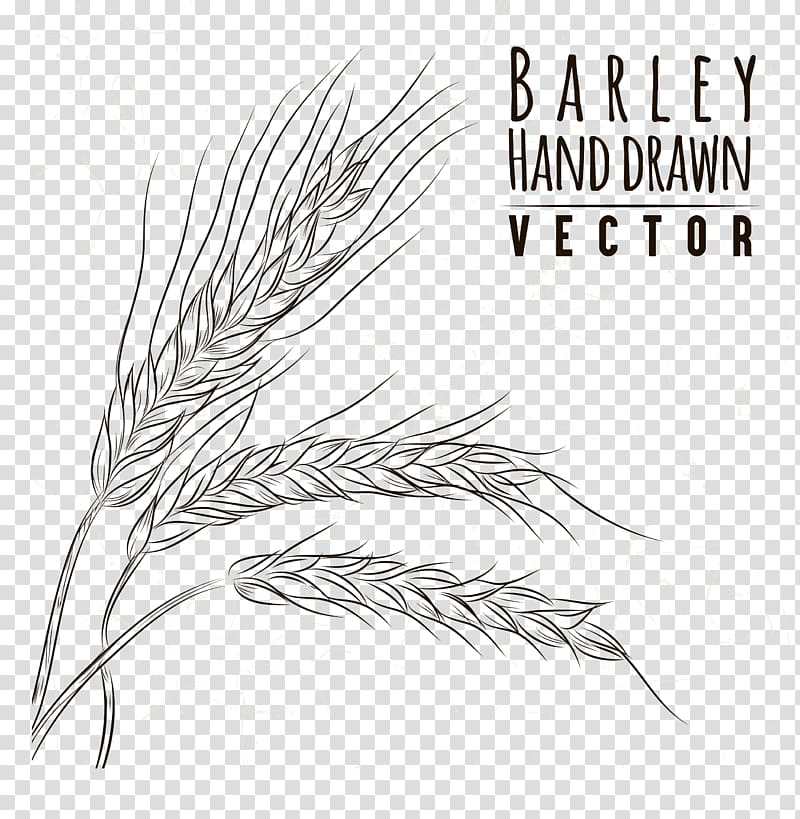 Barley Hand Drawn illustration, Grasses Drawing Line art Sketch, Hand painted wheat transparent background PNG clipart