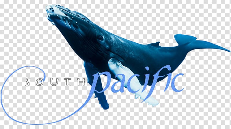 Television show Dolphin, catamount transparent background PNG clipart