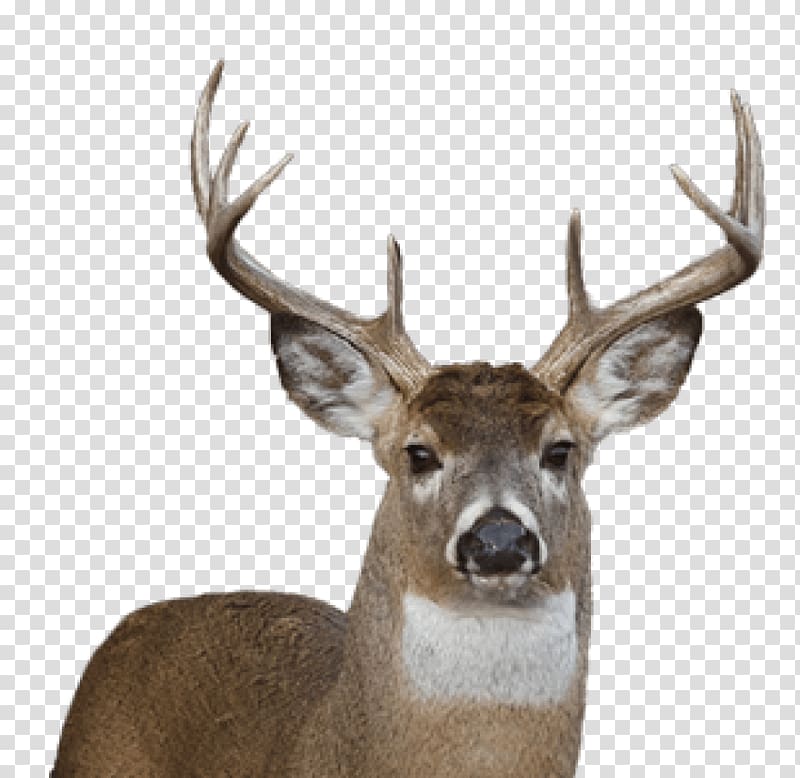White-tailed deer Reindeer Portable Network Graphics , deer transparent background PNG clipart