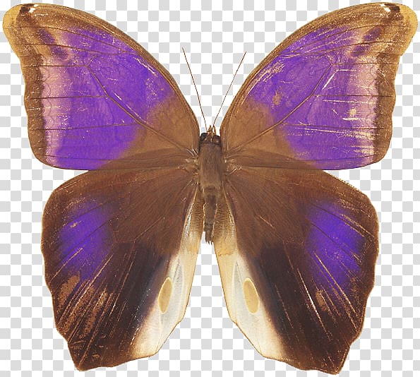 Nymphalidae Lycaenidae Moth Butterfly Purple, butterfly transparent background PNG clipart