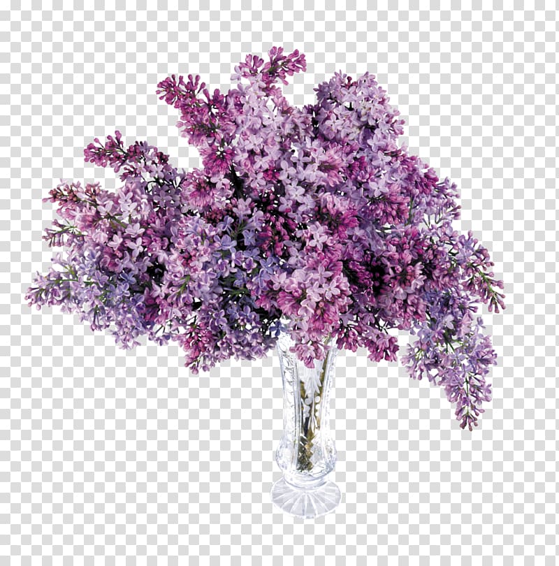 Lilac Purple Lavender , lilac transparent background PNG clipart