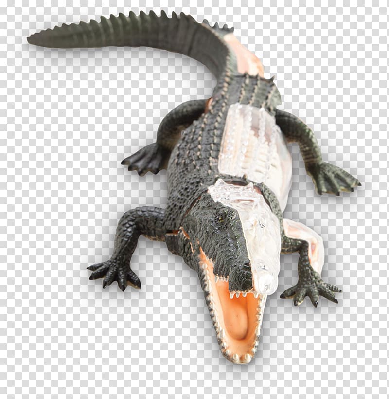 Nile crocodile Crocodiles American alligator Anatomy, crocodile transparent background PNG clipart