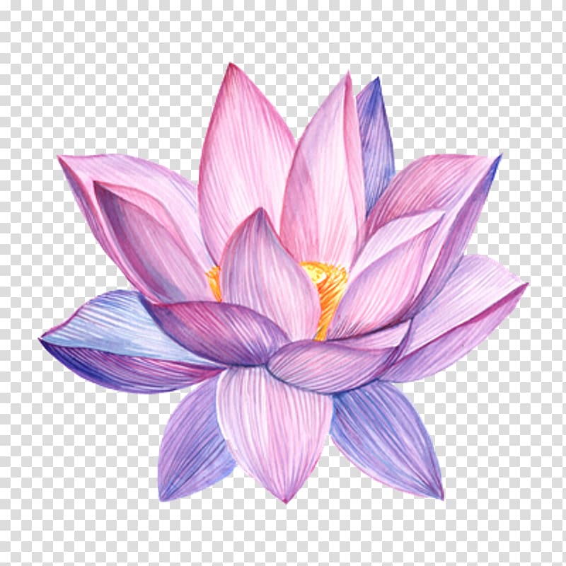 Flower Watercolor painting Drawing, floating lotus transparent background PNG clipart