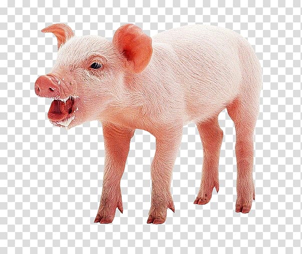 Domestic pig Pig's ear Mumps, pig transparent background PNG clipart