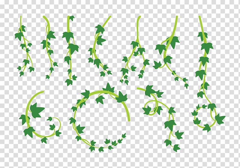 Leaf Liana Vine, pot leaf transparent background PNG clipart