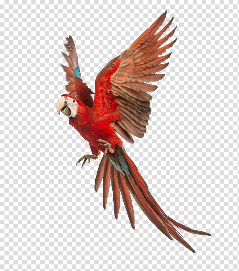 Parrot Red-and-green macaw Blue-and-yellow macaw Scarlet macaw, parrot transparent background PNG clipart