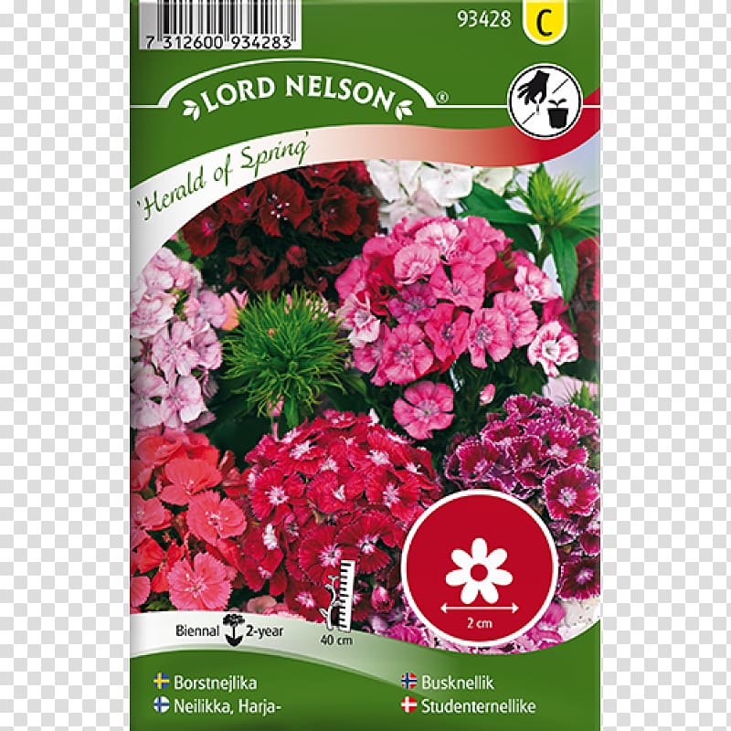 Sweet William Seed Biennial plant Sweet pea Perennial plant, Dianthus transparent background PNG clipart