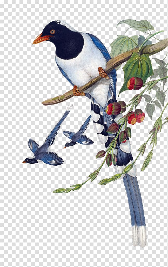 Birds of Asia Urocissa Large ground finch Painting Magpie, Retro flowers transparent background PNG clipart