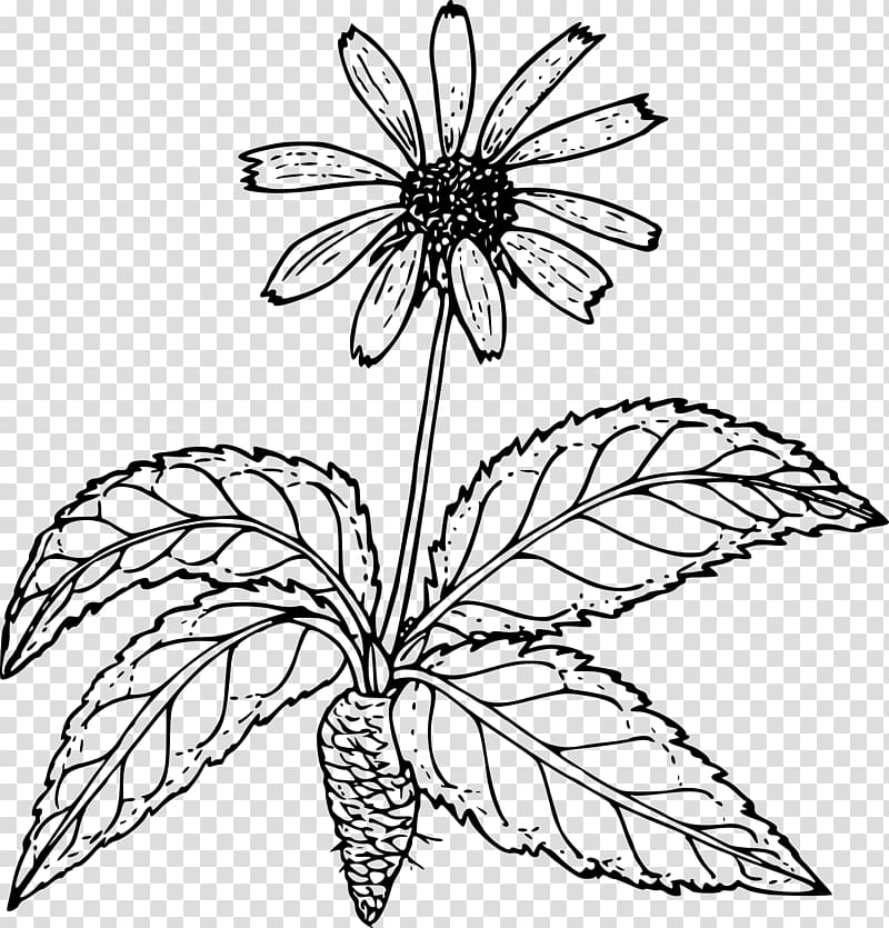 Drawing Wildflower, flower transparent background PNG clipart