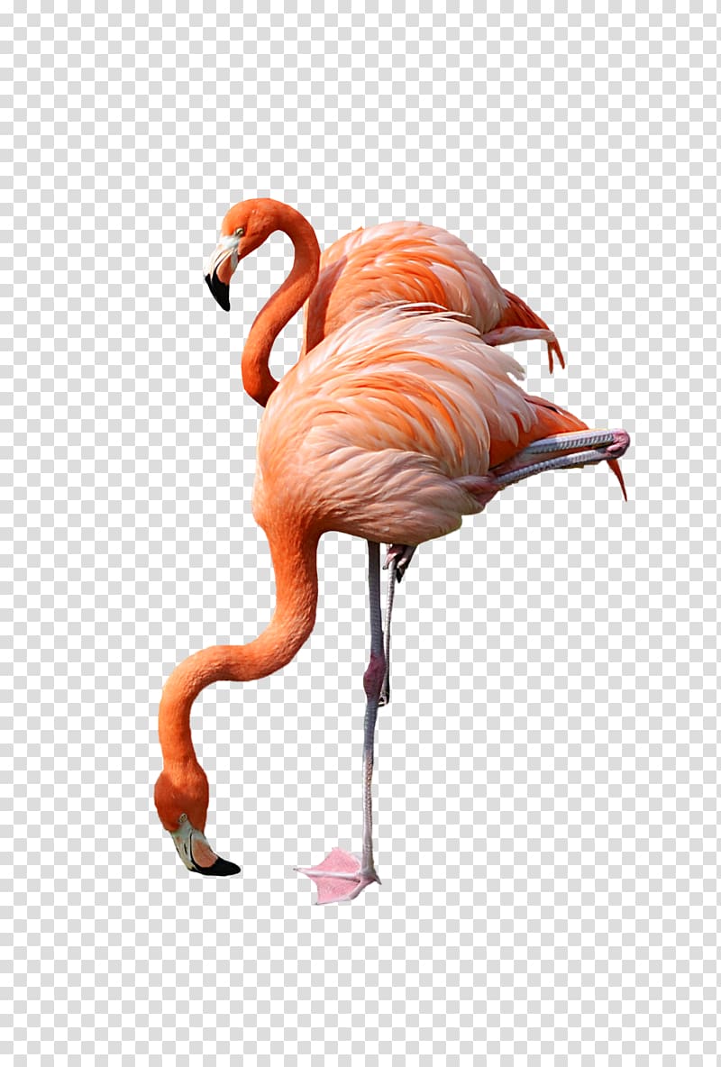 two flamingos, Flamingo , Flamingo transparent background PNG clipart