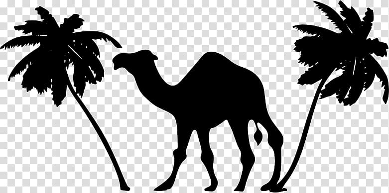 Dromedary Sahara, camel transparent background PNG clipart