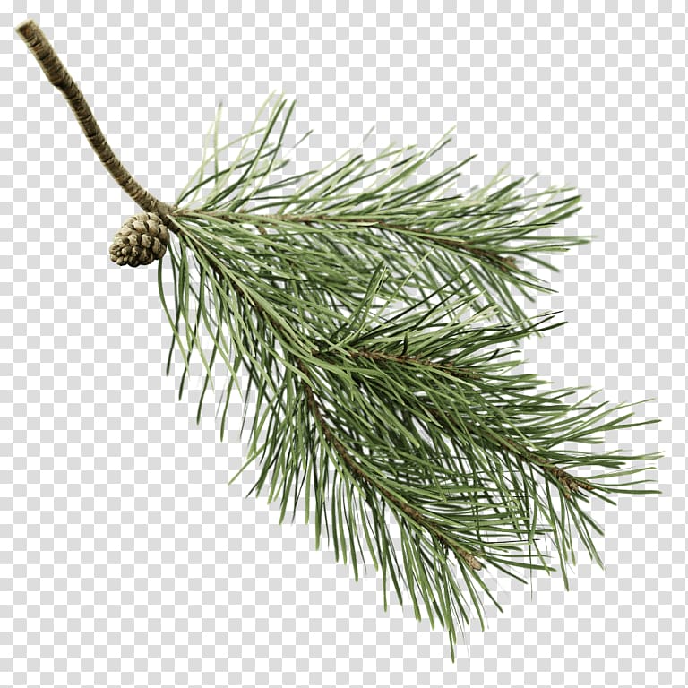 Fir Twig Scots pine Spruce Branch, tree transparent background PNG clipart